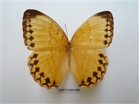 藏品(箭環蝶)的圖片